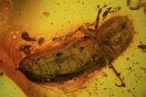 Fossil Beetle, Ant & Spider In Baltic Amber #45179-1
